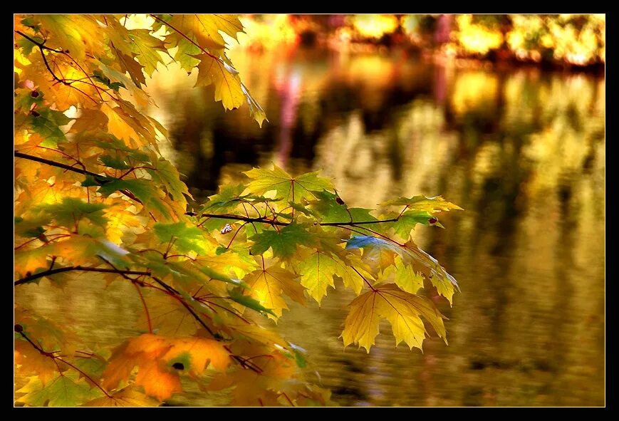 Словно листья на ветру. Осенний листопад. Снова осень. Золотая листва. Листопад в августе.