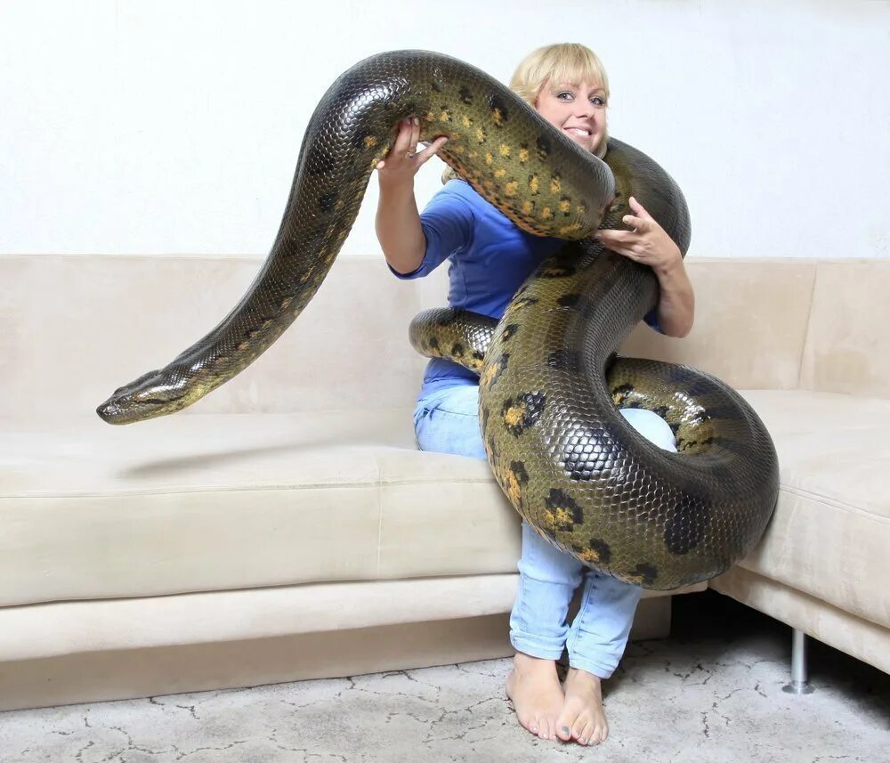 Анаконда змея. Самая большая змея в мире Анаконда.