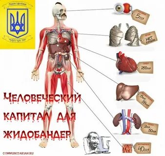 Продаю человеческие органы