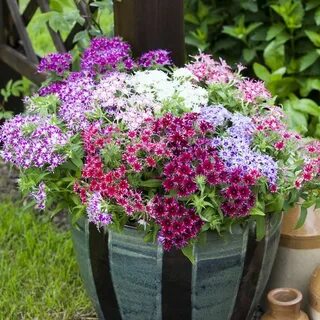 Флокс однолетний в кашпо