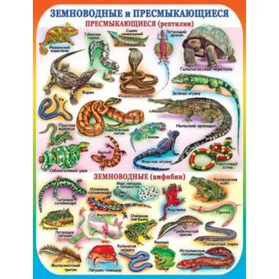 Земноводные и пресмыкающиеся. Рептилии и земноводные. Пресмыкающиеся плакат. Рептилии для дошкольников.