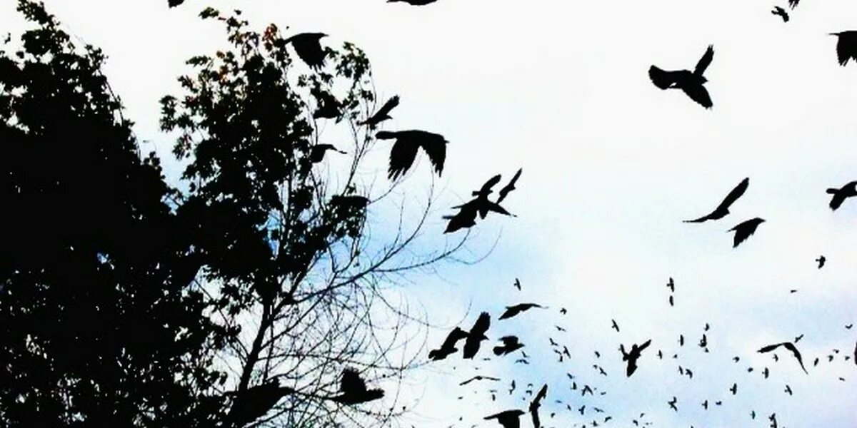 Вороны над головой. Стая птиц. Стая Воронов. Вороны в небе. Птицы над лесом.