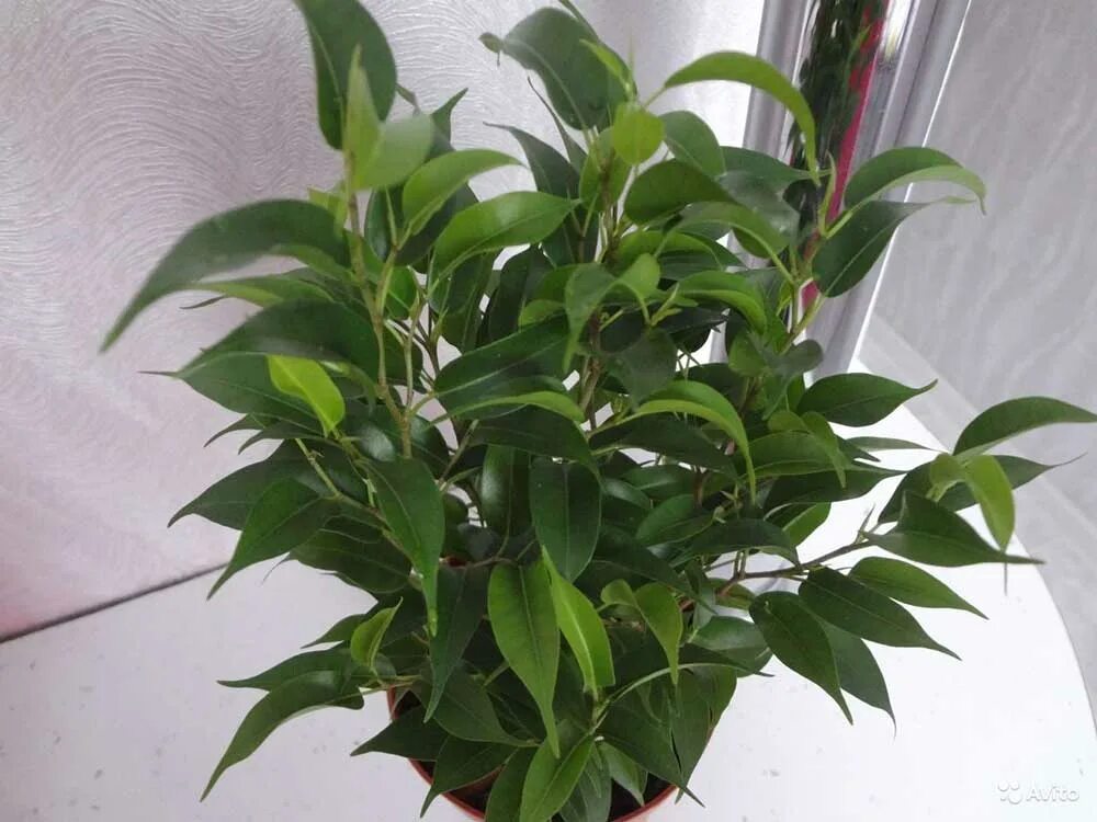 Фикус плохо растет. Фикус плохо растет. Фикус бенджамина golden king. Фикус плохо растет. Фикус бенджамина сиконии.