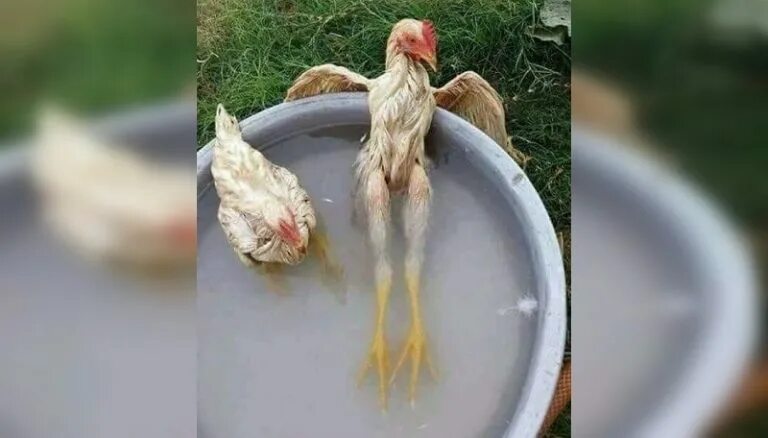 Как играть в мокрую курицу