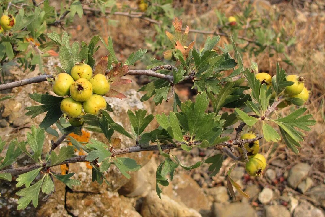 Где в крыму растет. Боярышник поярковой (crataegus pojarkovae). боярышник поярковой крымский. боярышник поярковой в крыму. боярышник поярковой эндемик крыма.