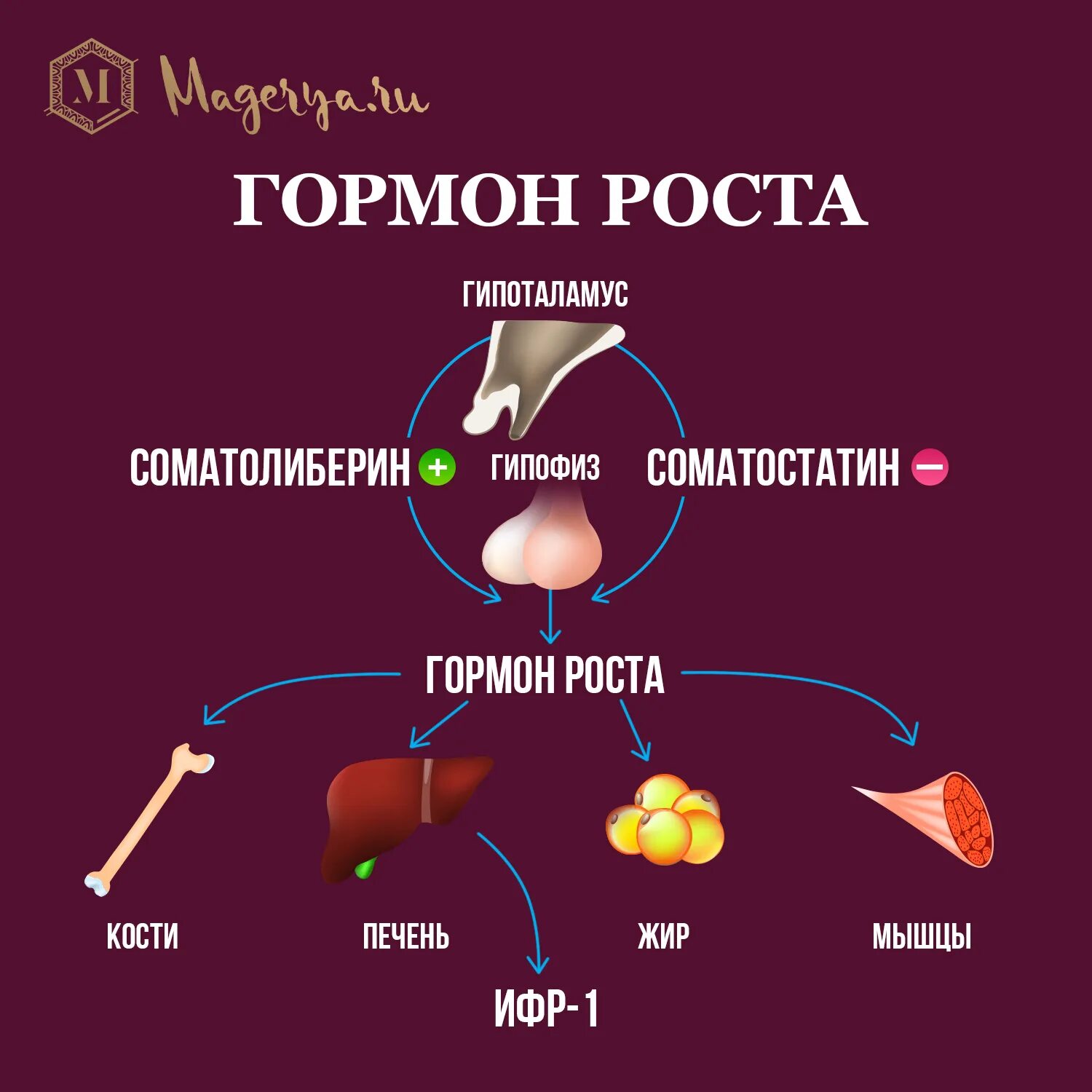 Синтез гормона роста. Гормон роста. Соматотропин гормон роста. Гормон роста (соматотропин) вырабатывается в.