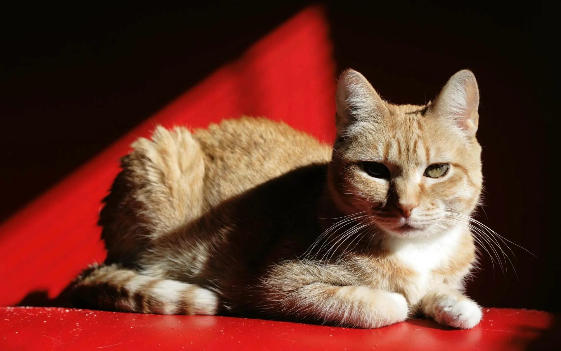 Cats me red. Европейский короткошерстный кот рыжий. Европейская кошка короткошерстная красный тэбби. Европейская короткошерстная кошка рыжая. Кошка на Красном фоне.