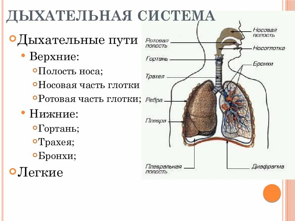 Органы выполняющие дыхательную функцию. Физиология дыхательной системы человека. Строение дыхательной системы. Анатомия и физиология дыхательной системы. Схема строения органов дыхания.