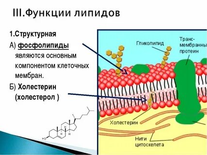 Характеристика липидов мембран