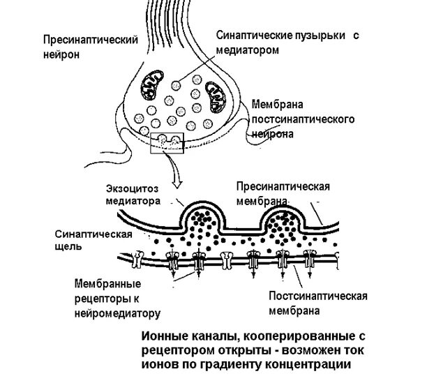Утомление нерва мышцы нервно мышечного синапса. Строение синапса механизм передачи возбуждения в синапсе. схема строения синапса. строение синапса медиатор. медиаторы синапсов схема.