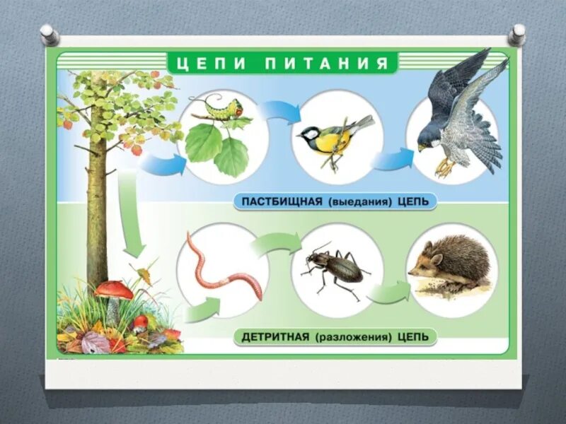 Составьте пастбищную и детритную пищевые цепи. Пастбищные и детритные цепи. Цепь выедания. Цепь выедания схема. Пастбищные и детритные цепи питания.