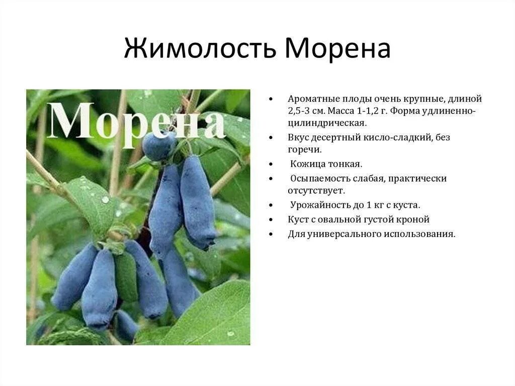 Какие есть сорта жимолости