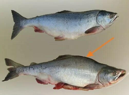 Самец горбуши как отличить. Рыба самка горбуши отличие. Рыба горбуша самка и самец отличия. Различие самки и самца горбуши. Горбуша самка и самец.