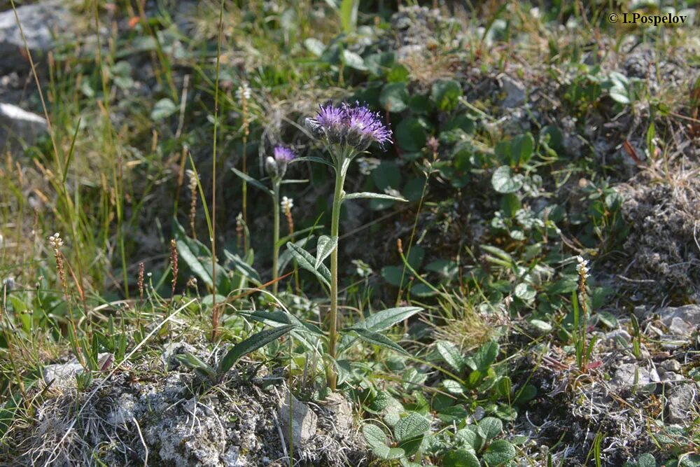 соссюрея солончаковая. соссюрея саянская. соссюрея горькуша. соссюрея путоранская. соссюрея уральская.
