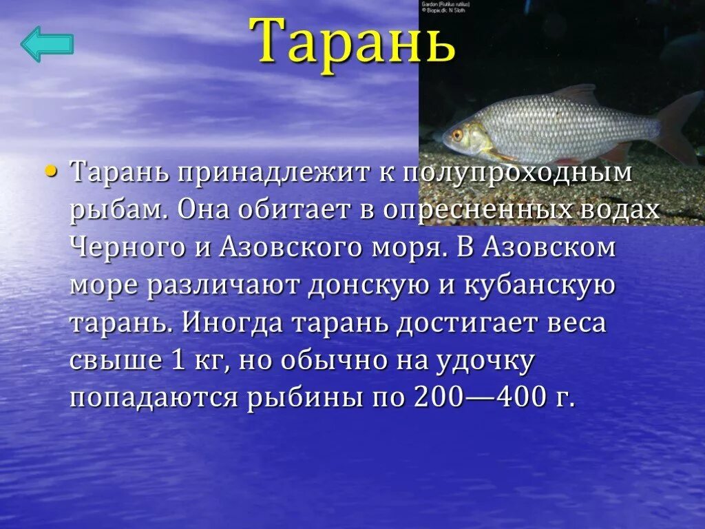 Рыбы Азовского моря перечень. Рыба обитающая в Азовском море. Рыбы черного и Азовского морей. Азовская рыба.