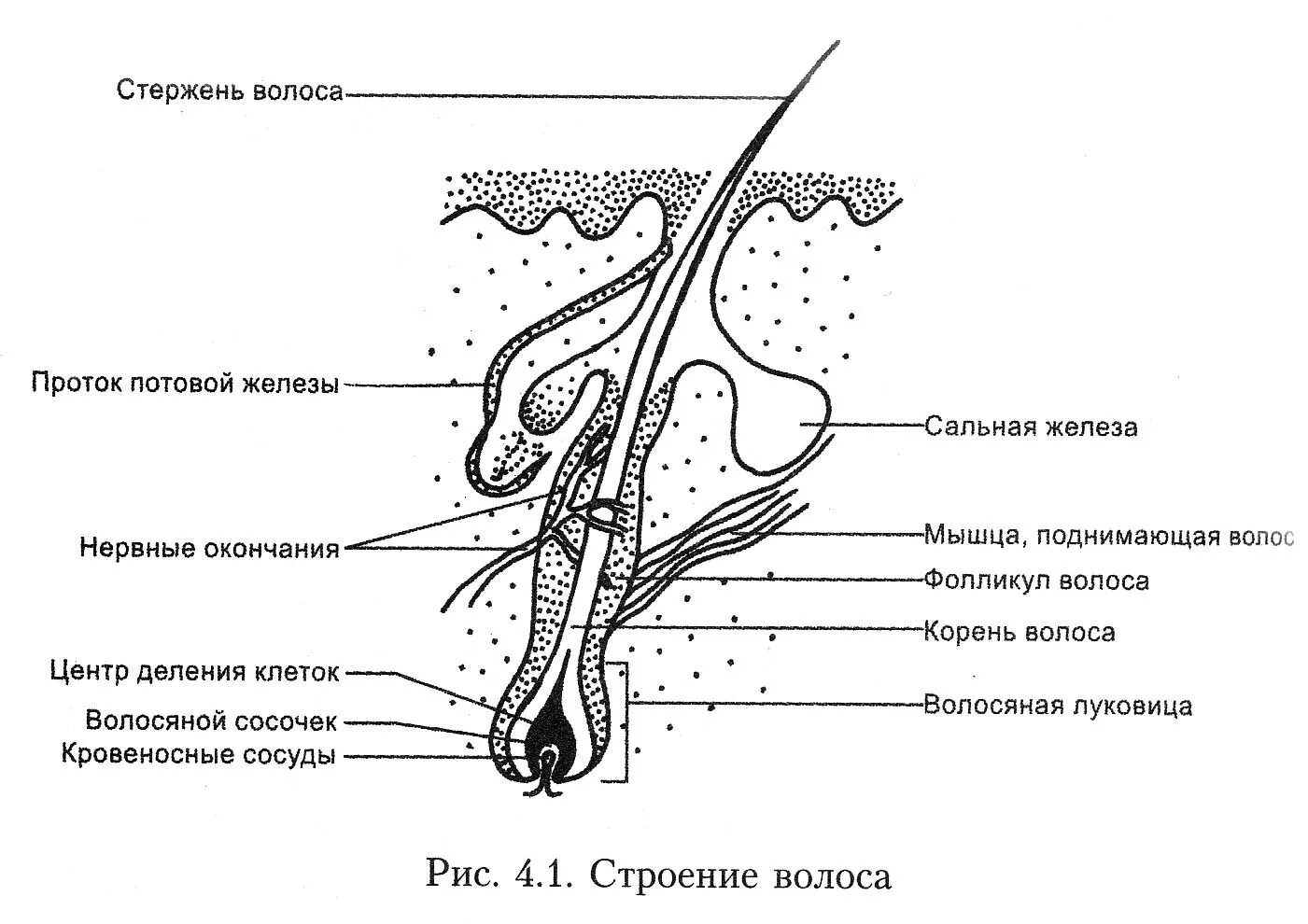 Схема строения стержня волоса. Строение волоса фолликул луковица. Строение волоса и волосяного фолликула. Схема строения корня волоса.