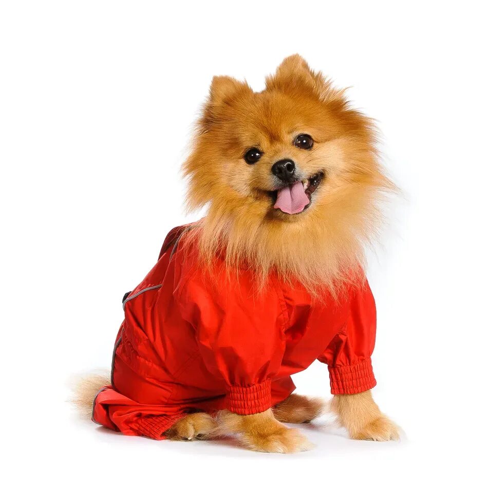 Шпиц в костюме. Шпиц в одежде. Одежда для маленьких собачек. Одежда для шпица мальчика. Комбинезон для шпица мальчика богнер.