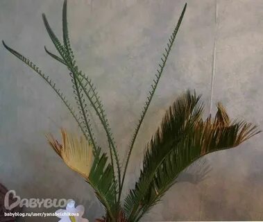 Цикас новые листья