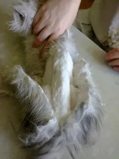 Как вывести шерсть