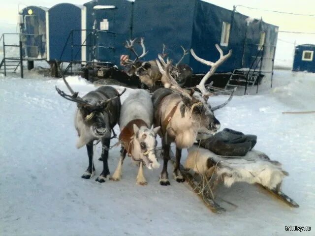 Олени на Мессояхе. Рп5 Мессояха. Трубопровод Мессояха Норильск.