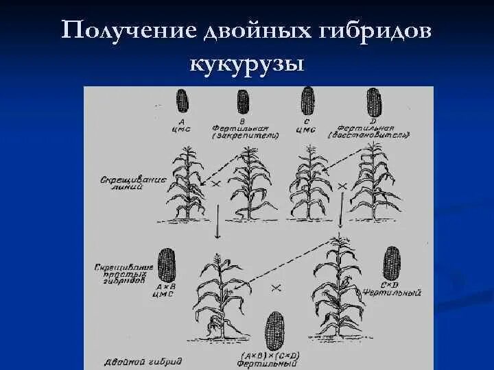 Гетерозис кукурузы. Инбридинг растений примеры. Инбридинг у растений схема. Инбридинг кукурузы.