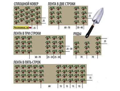 Какое расстояние между кустами клубники при посадке
