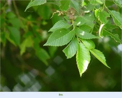 Карагач 4 буквы сканворд