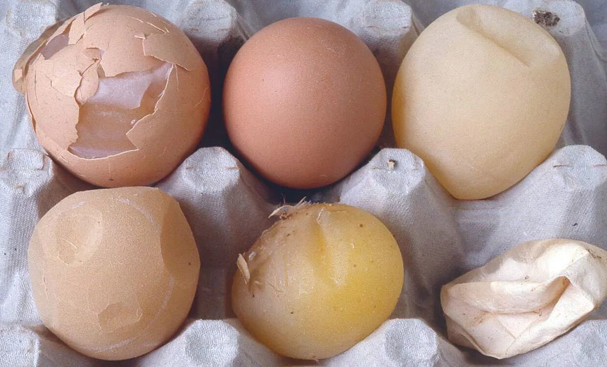 Синдром снижения яйценоскости-76. Литье яиц. Тонкая скорлупа у куриных яиц. Скорлупа яичная.