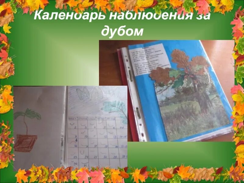 Наблюдения за дубом осенью. Дневник наблюдений за деревьями осенью. наблюдение за дубом осенью. дневник наблюдений за дубом осенью. фенологическое наблюдение за дубом осенью.