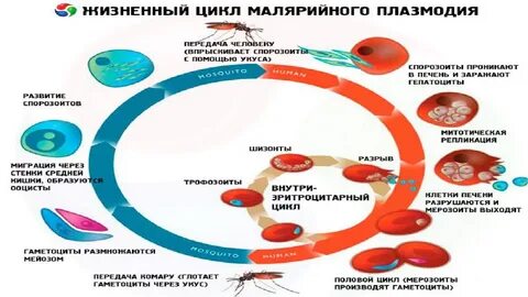Стадии жизненного цикла плазмодиев