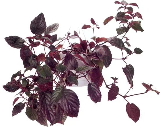 Как называется цветок бордовый лист. Гемиграфис ползучий. Плющ с фиолетовыми листьями. Гемиграфис Вариегата.