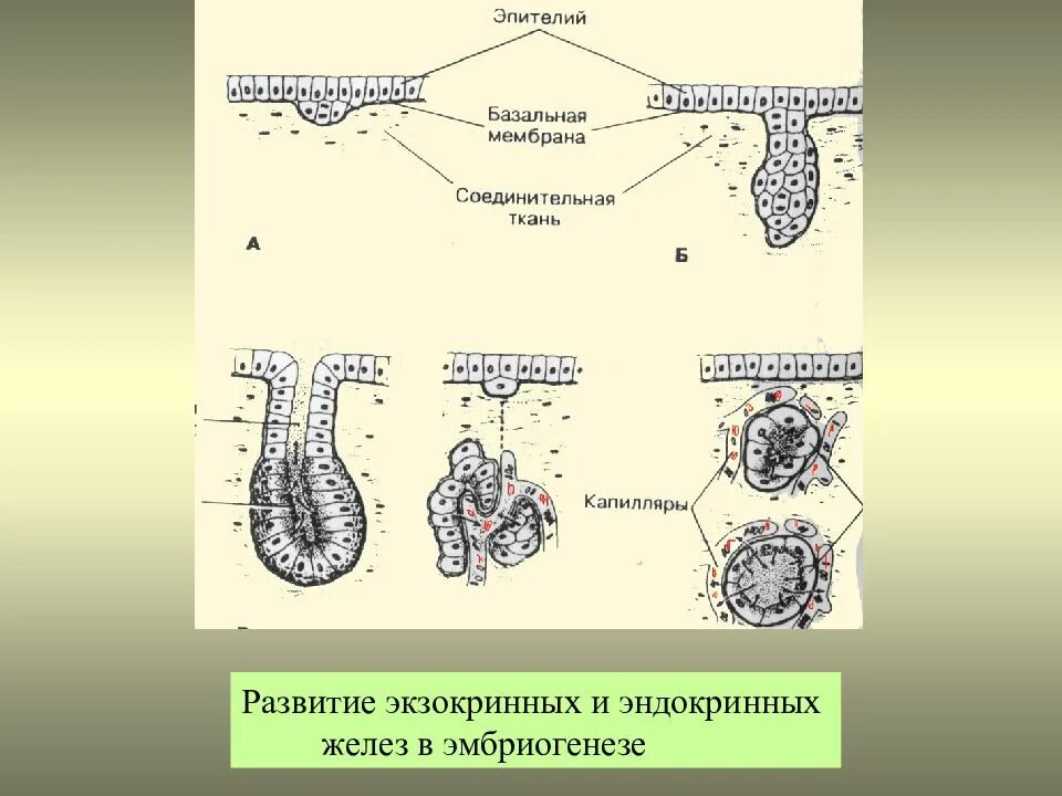 Скопление клеток железистого эпителия