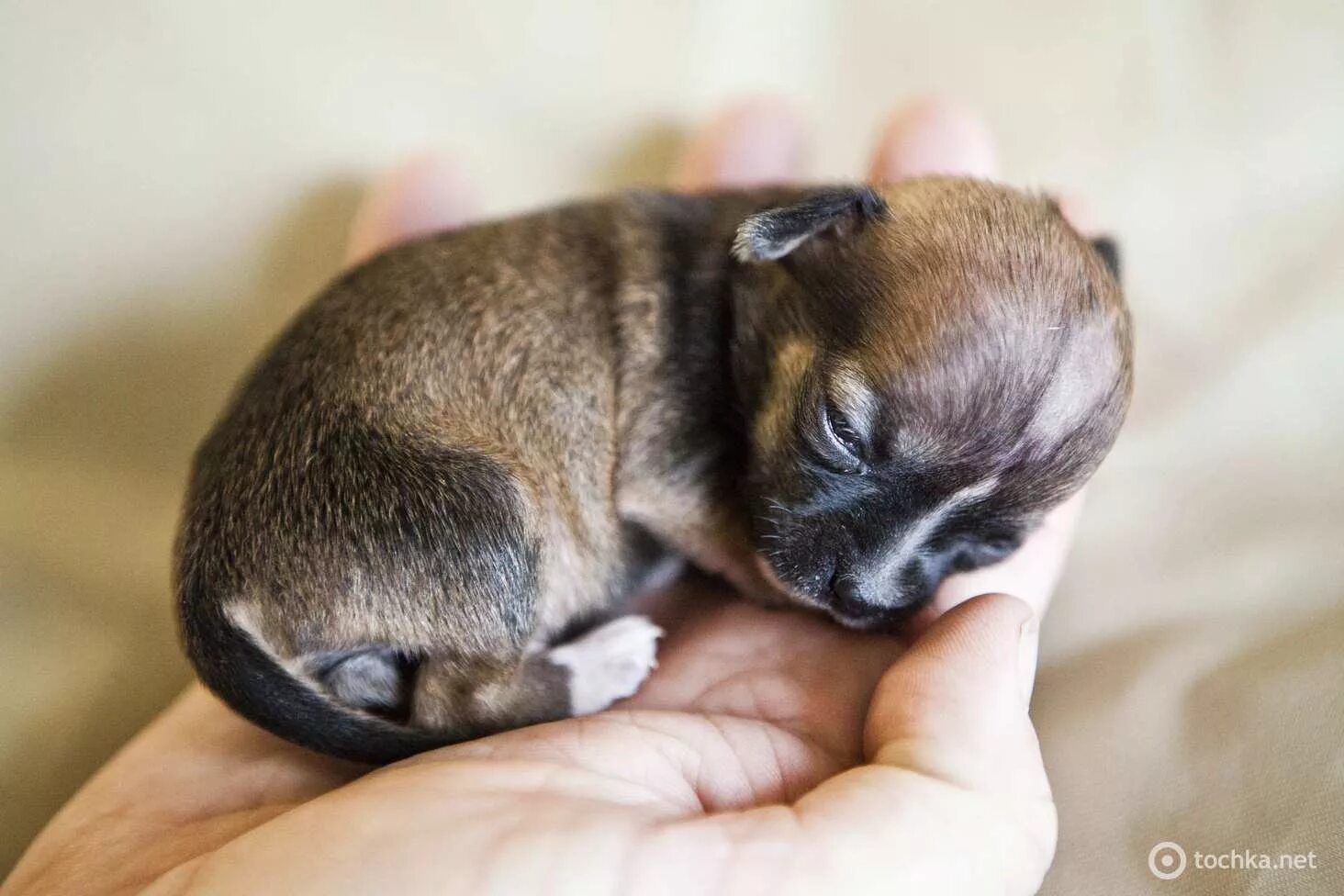 Самая маленькая порода. Такса Бейонсе. Самая маленькая собака в мире. Самая маленькая порода собак. Самая маленькая собачка карманная.