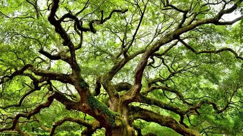 Many tree