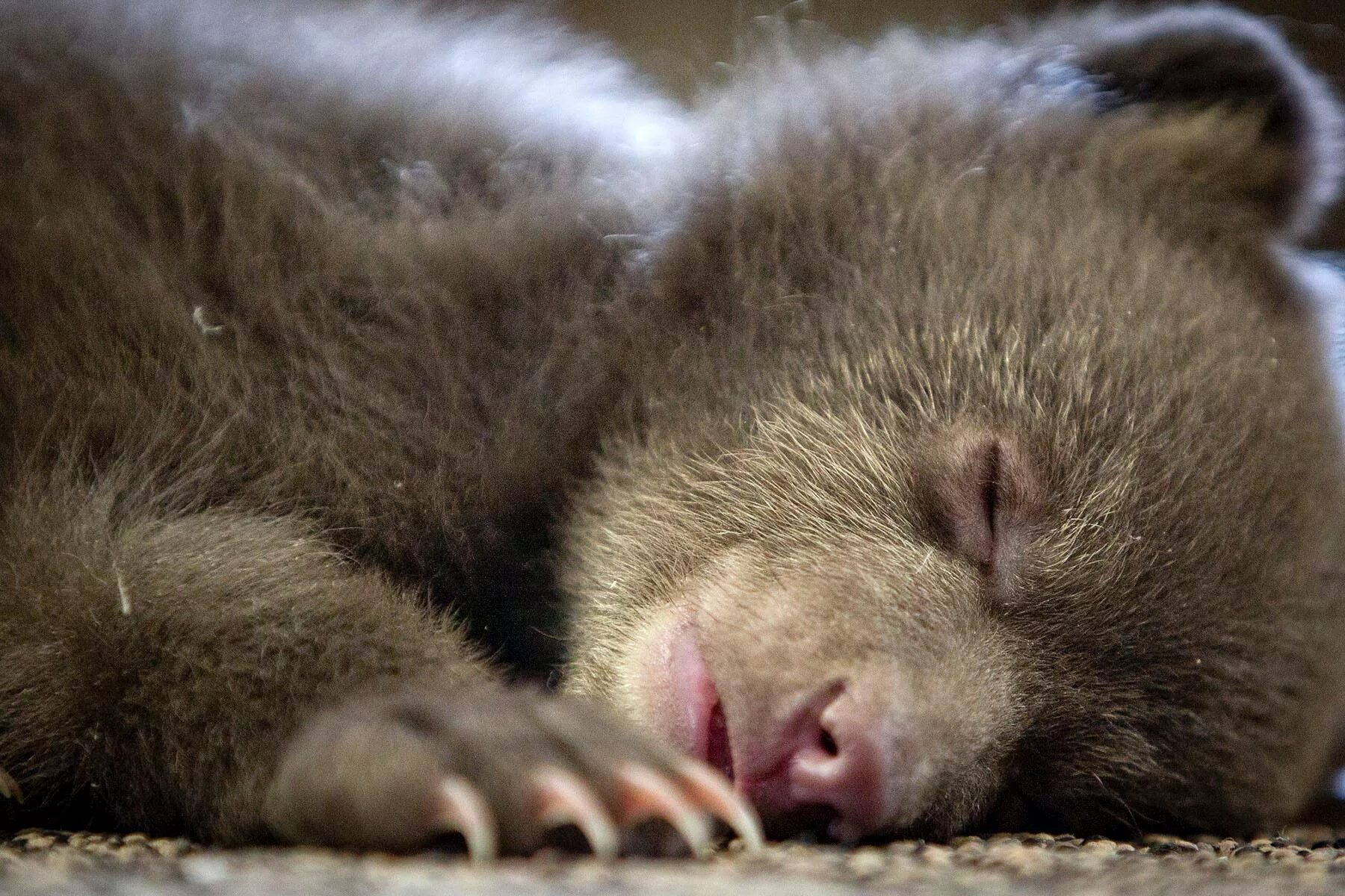 Sleeping bears