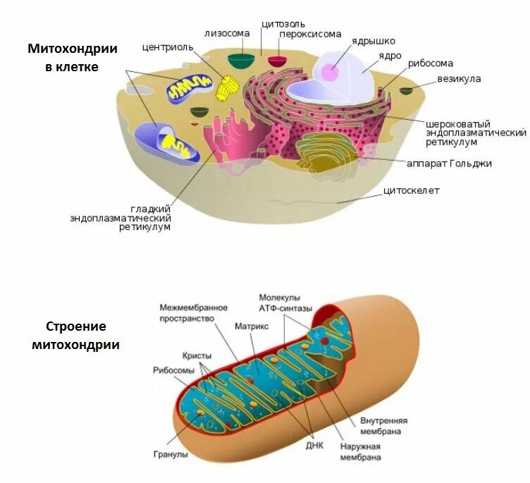 Митохондрии человека просто. Строение митохондрии клетки. Структура клетки митохондрии. Строение митохондрии клетки рисунок.