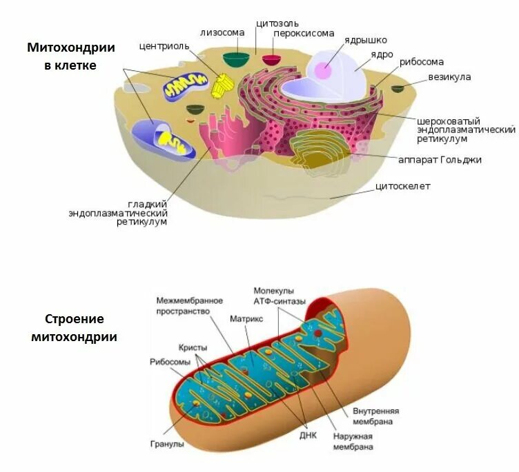 Взаимосвязь митохондрий и рибосом. Строение митохондрии клетки. Структура клетки митохондрии. Строение митохондрии клетки рисунок.