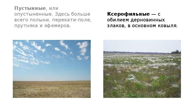 Наибольшее видовое разнообразие характерно для степей. Виды степей. интересные факты о степи.