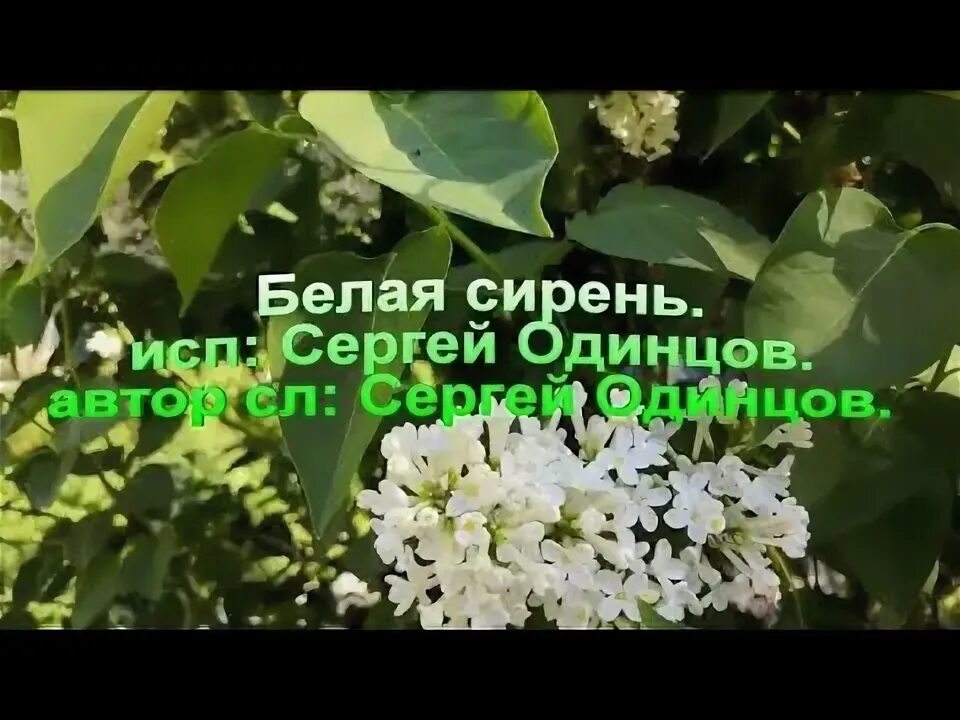 Белая сирень нам машет словно. Бесплатная песня белая сирень. Бесплатная песня белая сирень. Белая сирень под окном. Белая сирень футаж.