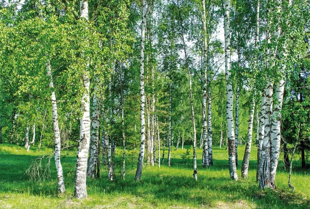 Березовый лес примеры