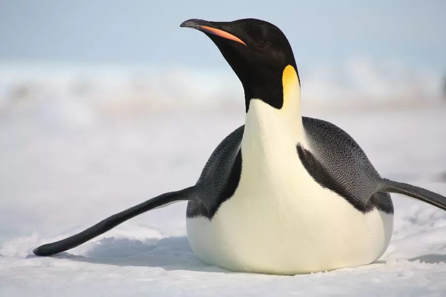 Императорский Пингвин в Антарктиде. Белокрылый Пингвин. Императорский Пингвин птица фото. Aptenodytes forsteri. Пингвин перевод