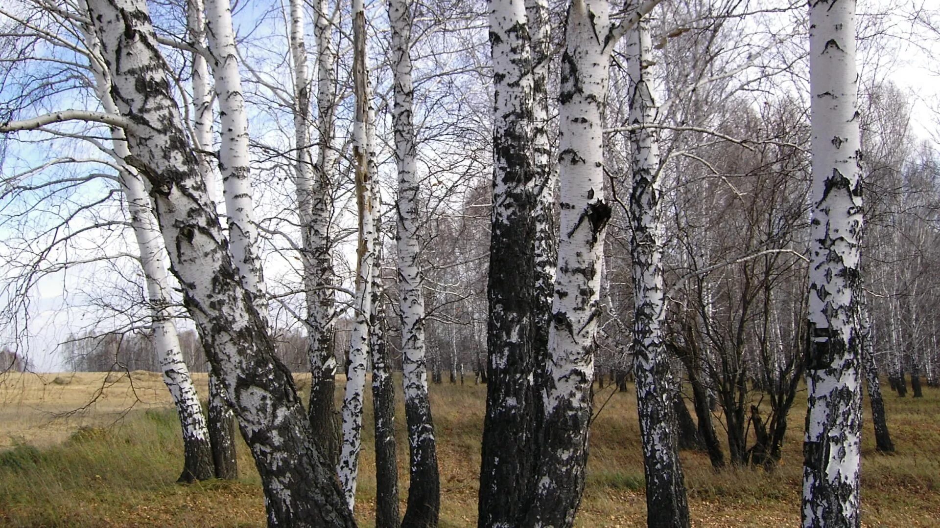 Березовая роща Муром. Черемуха Березовая роща. Берёзовая роща Курск.