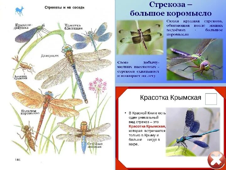 Тень стрекозы содержание. Стрекоза красная книга описание. представители стрекоз названия. представители класса стрекозы. стрекозы насекомые представители.