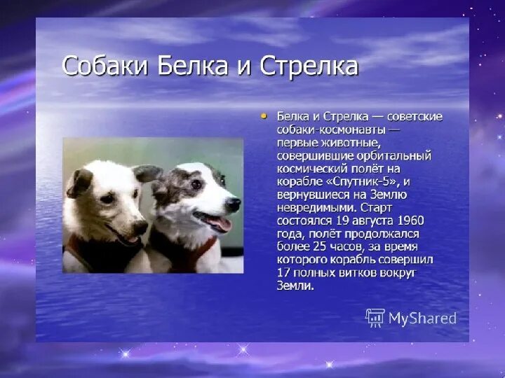 1 код 1 собака