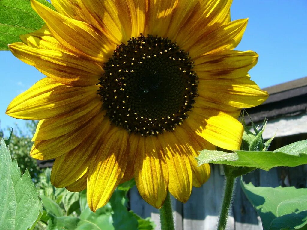 Подсолнечник доклад. Подсолнух семейство сложноцветных. Подсолнух отдел. Подсолнух отдел. Подсолнух loddon gold.