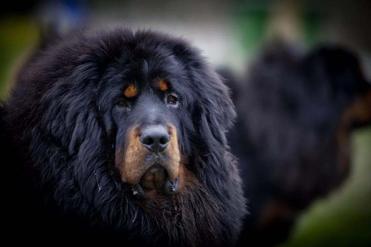 Огромная собака порода. Тибетский мастиф. Мастиф тибетский мастиф. Тибетский мастиф черный. Тибетский мастиф тибетский мастиф.