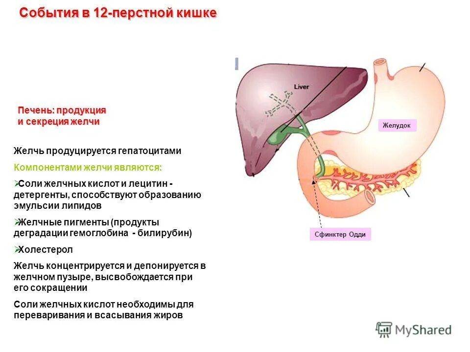 Дуодено-гастрального рефлюкса. Лекарство от заброса желчи в желудок. Как удалить желчь из желудка. Желчный пузырь схема попадания желчи в 12. От желчи в желудке лекарства.