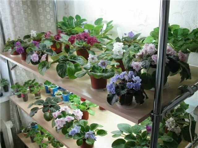 Фиалки в квартире