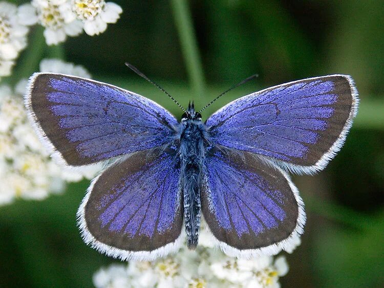 Бабочка голубянка Аргус. Голубянка Аргус plebejus Argus. Бабочка голубянка Филипьева. Бабочка голубянка Давида. Дневная бабочка сканворд