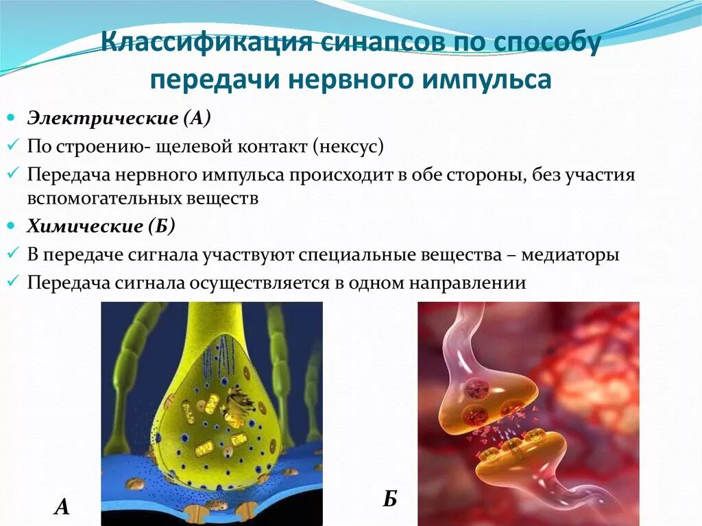 Классификация синапсов по способу передачи нервного импульса. Строение электрического и химического синапса. Способ передачи нервного импульса. Строение и классификация синапсов.